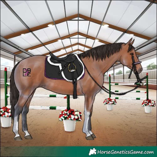 Horse Color:Bay Tobiano Rabicano