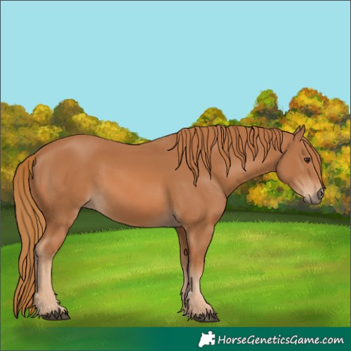 Horse Color:Chestnut 