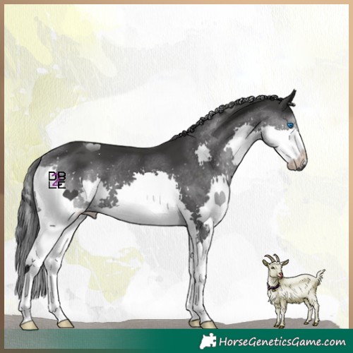 Horse Color:Black Splash