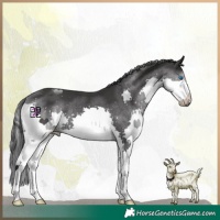 Horse Color:Black Splash