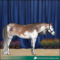 Horse Color:Bay Splash 