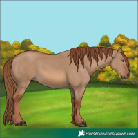 Horse Color:Red Dun 