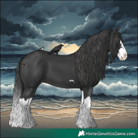 Horse Color:Black Splash 
