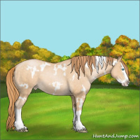 Horse Color:White Spotted Buckskin Pearl Splash 
