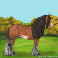 Horse Color:Bay  and Bay Splash Frame 