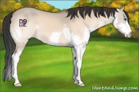 Horse Color:Brown Dun Splash 