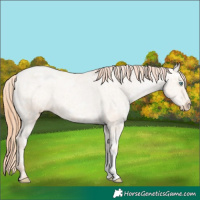 Horse Color:Amber Champagne Ice Pearl Varnish
