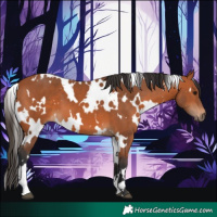 Horse Color:White Spotted Bay 