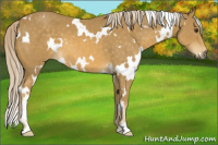 Horse Color:White Spotted Palomino 