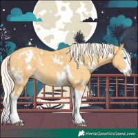 Horse Color:White Spotted Palomino Splash