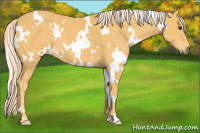 Horse Color:White Spotted Palomino 