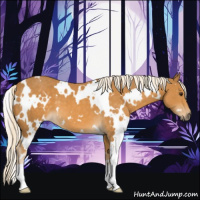 Horse Color:White Spotted Palomino 