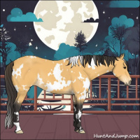 Horse Color:White Spotted Buckskin
