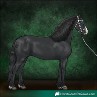 Horse Color:Black Splash