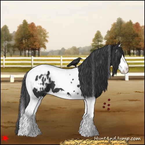 Horse Color:Black Splash Tobiano Appaloosa 