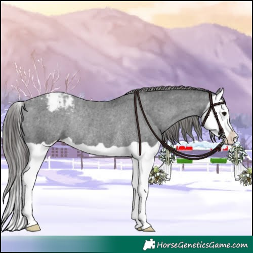 Horse Color:Black Splash Appaloosa Rabicano 