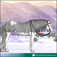 Horse Color:Black Splash Appaloosa Rabicano 