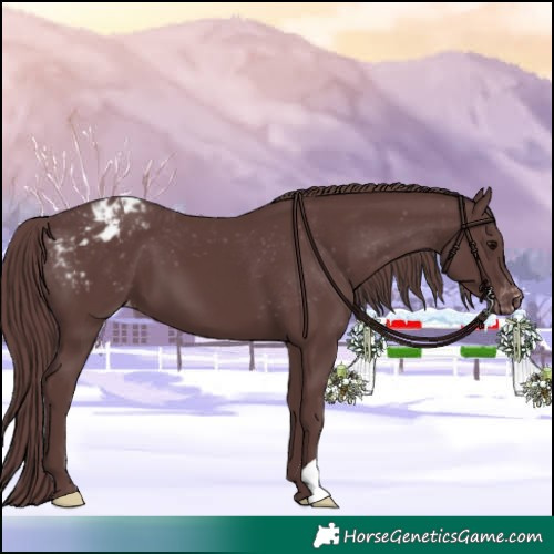 Horse Color:Chocolate Black Appaloosa 