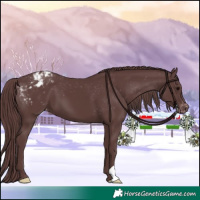 Horse Color:Chocolate Black Appaloosa 