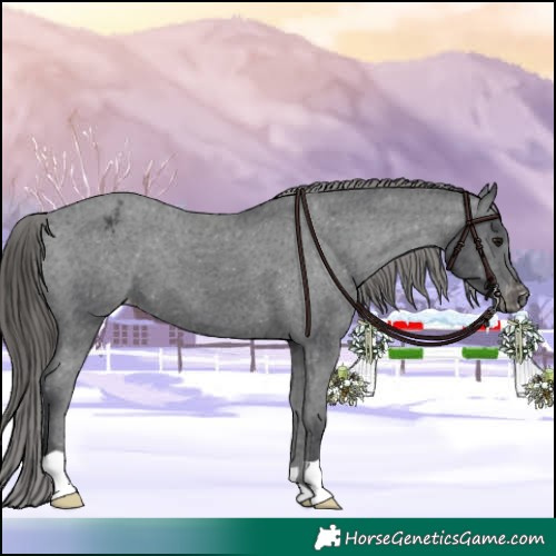 Horse Color:Black Appaloosa 