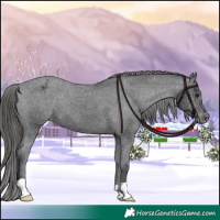 Horse Color:Black Appaloosa 