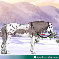 Horse Color:Chocolate Black Splash Appaloosa 