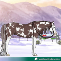 Horse Color:White Spotted Chocolate Black Splash 
