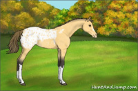 Horse Color:Buckskin Appaloosa