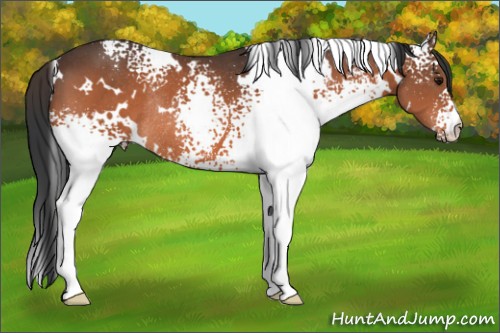 Horse Color:White Spotted Bay Rabicano 