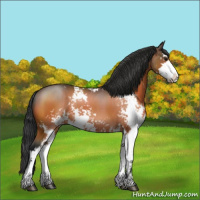 Horse Color:Bay Sabino Rabicano