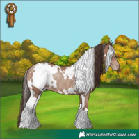 Horse Color:White Spotted Classic Champagne Rabicano 