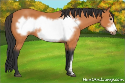 Horse Color:Bay Frame