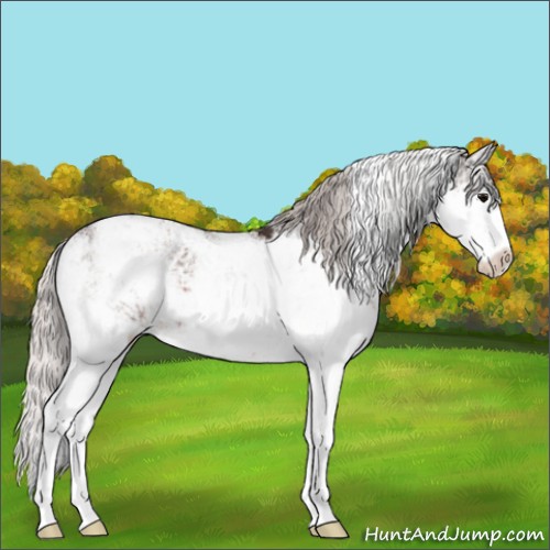 Horse Color:Silver Brown Sabino
