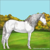 Horse Color:Silver Brown Sabino 