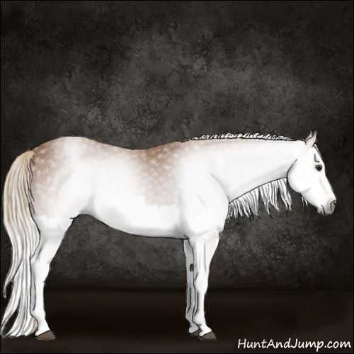 Horse Color:Gray Chestnut Splash