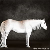 Horse Color:Gray Chestnut Splash 