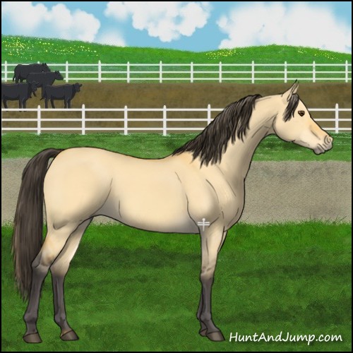 Horse Color:Buckskin Dun 