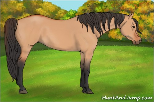 Horse Color:Bay Dun
