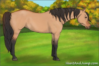 Horse Color:Bay Dun