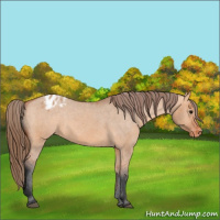 Horse Color:Bay Dun Appaloosa 