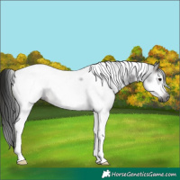 Horse Color:Gray Brown Tobiano Frame