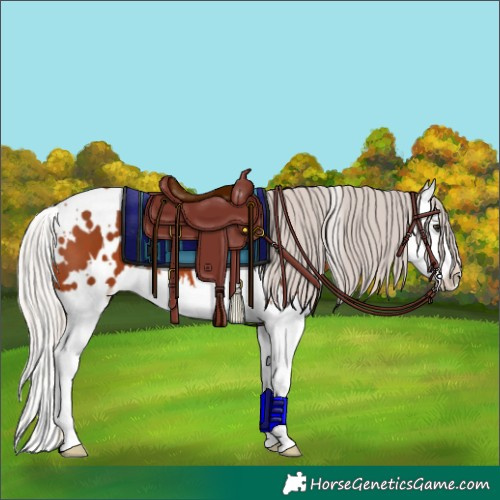 Horse Color:White Spotted Silver Bay Splash 