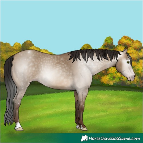 Horse Color:Gray Sable Champagne Dun Sabino 