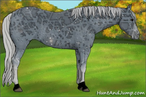 Horse Color:ERROR: UNKNOWN ANOMALY