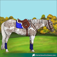 Horse Color:White Spotted Silver Black Ice Rabicano 