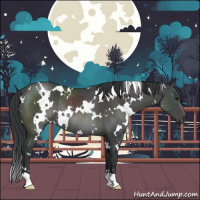 Horse Color:White Spotted Black Rabicano 