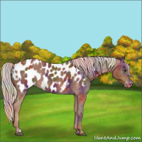 Horse Color:Nacre Chestnut Appaloosa 