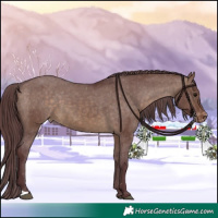 Horse Color:Chocolate Brown Dun Appaloosa 