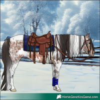 Horse Color:White Spotted Bay Ice 