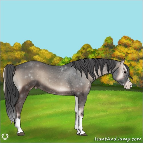 Horse Color:Blue Onyx Sabino Splash Appaloosa